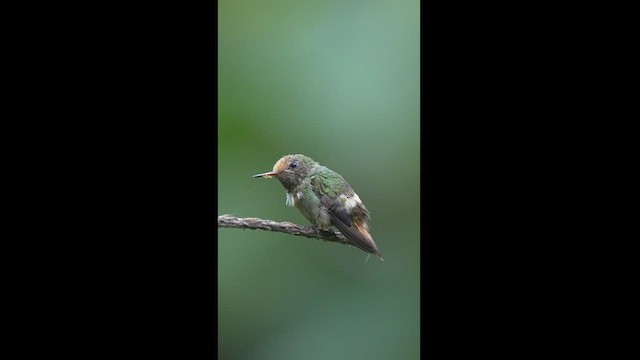 Rufous-crested Coquette - ML604261121