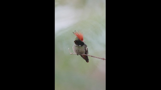 Rufous-crested Coquette - ML604261161