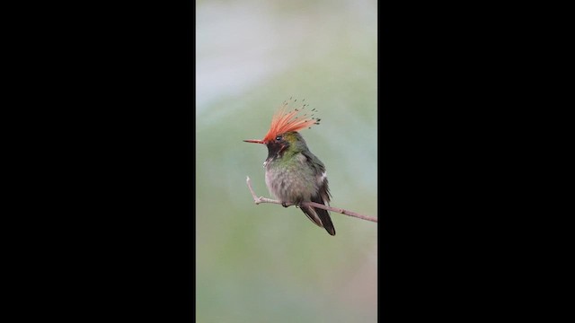 Rufous-crested Coquette - ML604261221