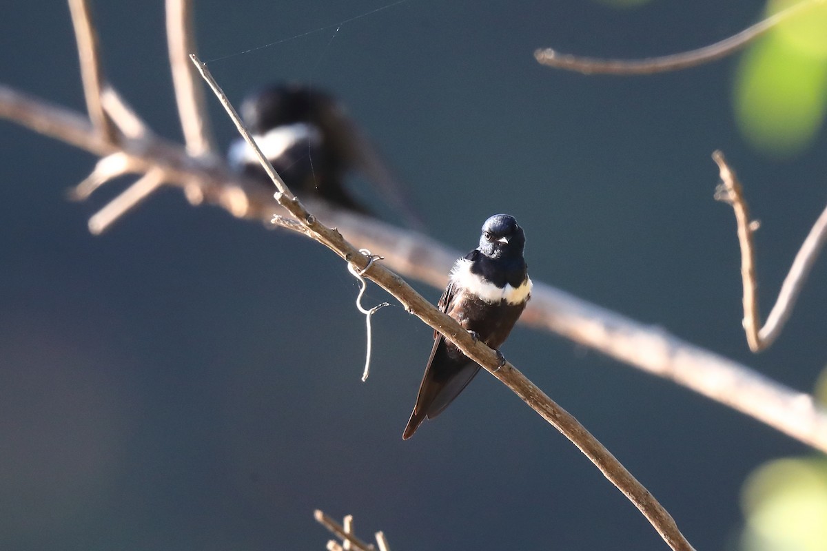 White-banded Swallow - ML604261241