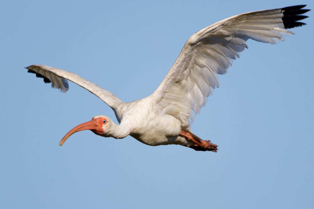 ibis bílý - ML604261311