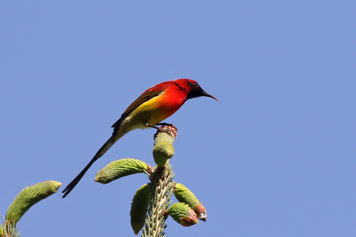 Mrs. Gould's Sunbird - ML60426211