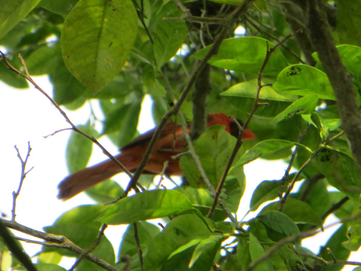 Northern Cardinal - ML604262621