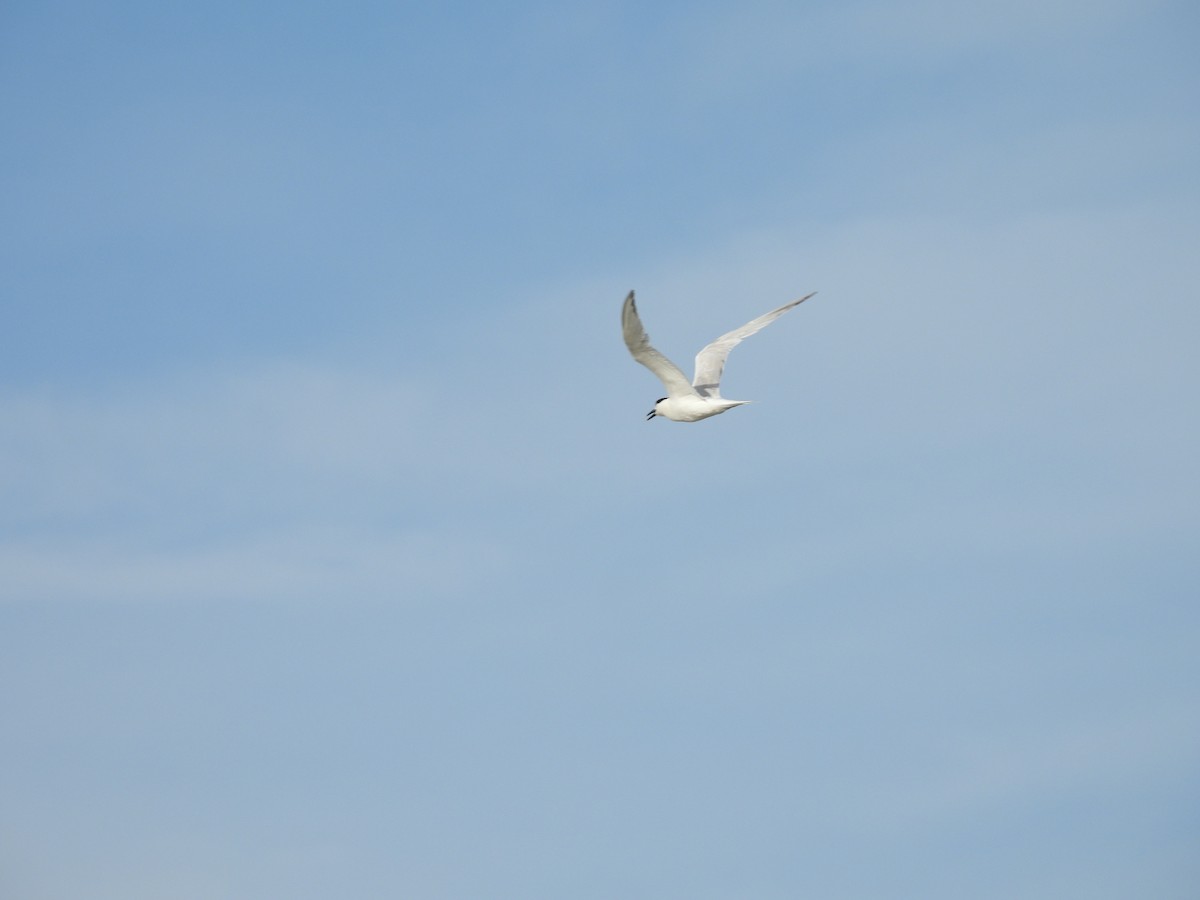 Sandwich Tern - ML604262861