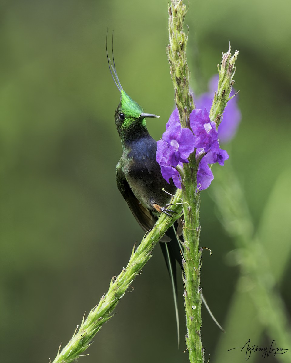 Wire-crested Thorntail - Anthony Lujan