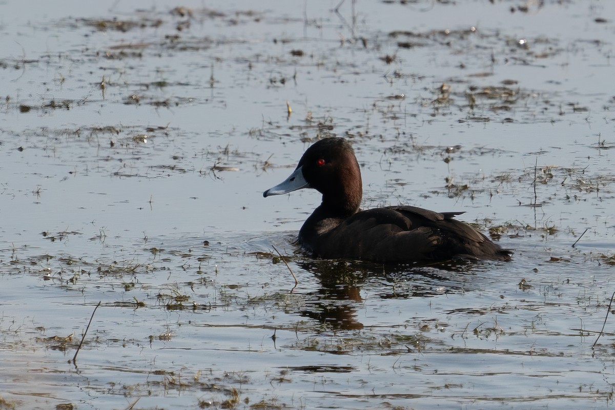 Southern Pochard - ML604263691