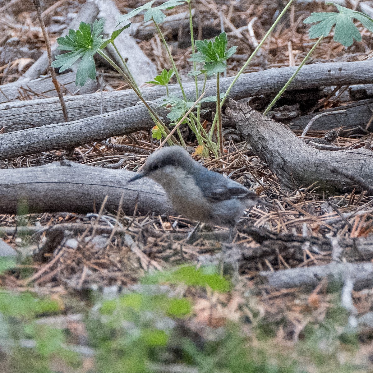 Pygmy Nuthatch - ML604264251