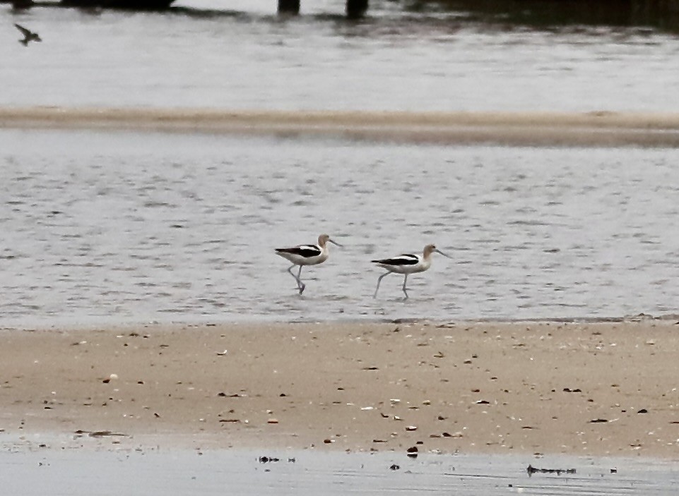 Avocette d'Amérique - ML604264271