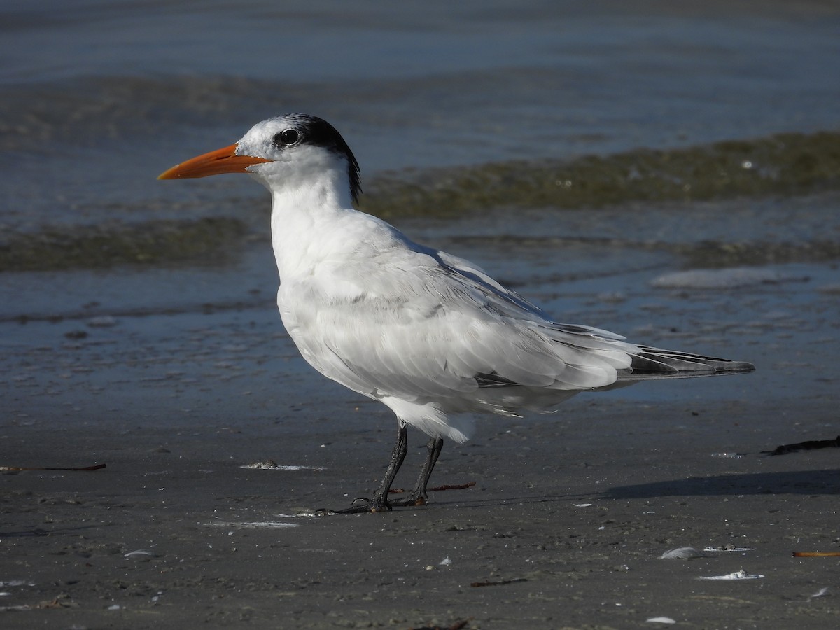 Royal Tern - ML604264581