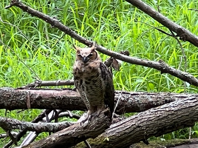 Great Horned Owl - ML604264701