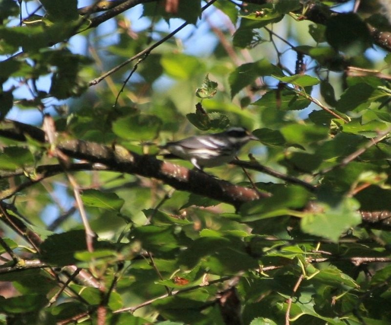 Black-throated Gray Warbler - ML604264981