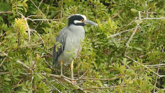 Yellow-crowned Night Heron - ML604265121