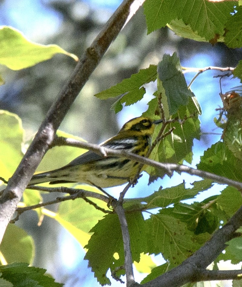 Townsend's Warbler - Emma N