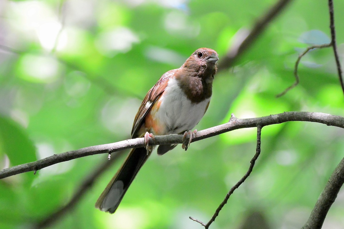 Eastern Towhee - ML604265311