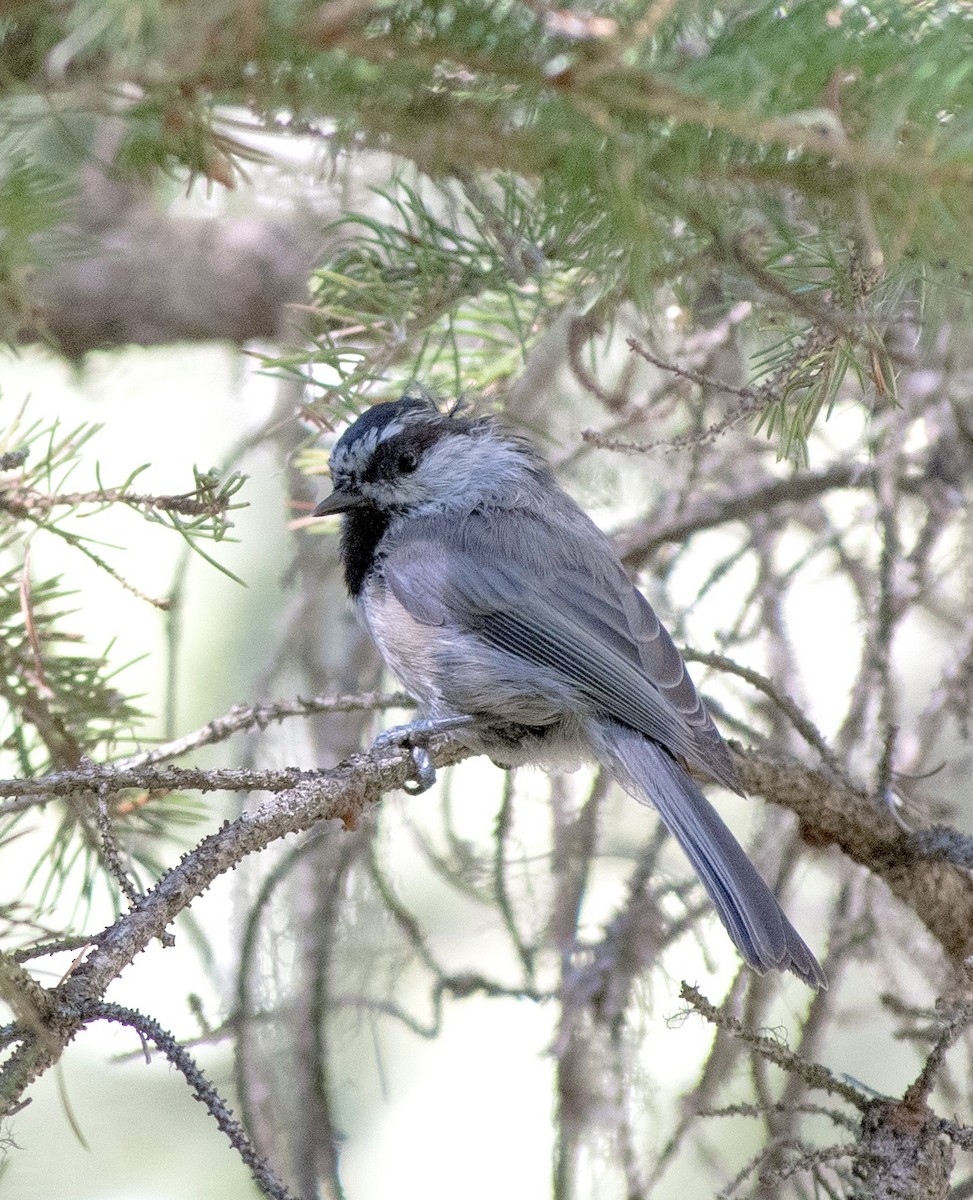 Mountain Chickadee - ML604265481