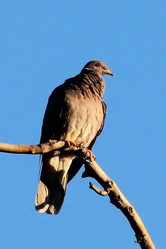 Band-tailed Pigeon - ML604265831