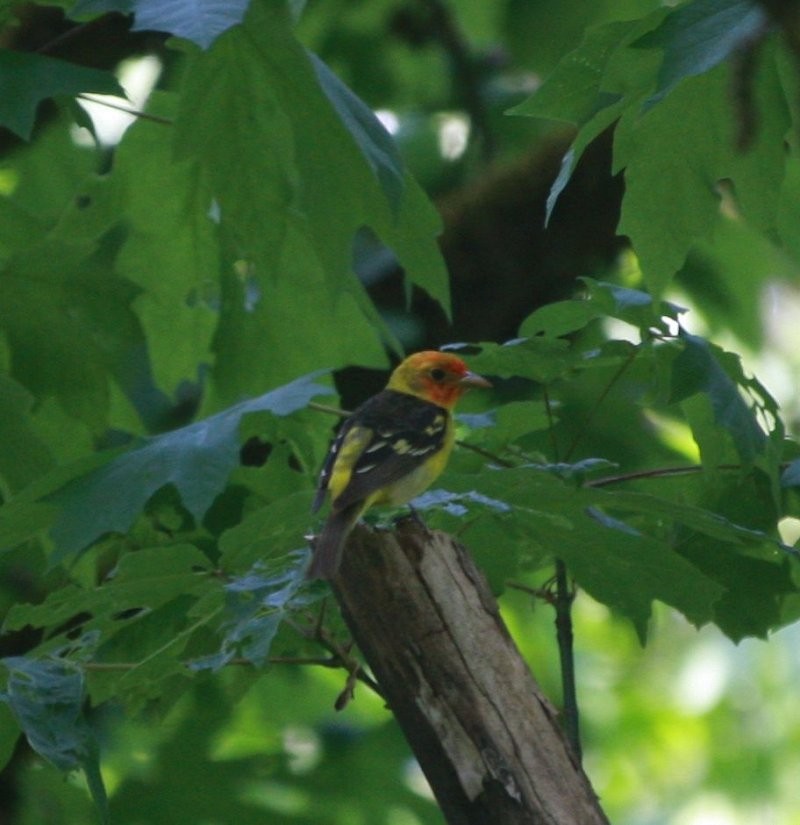 Western Tanager - ML604265851