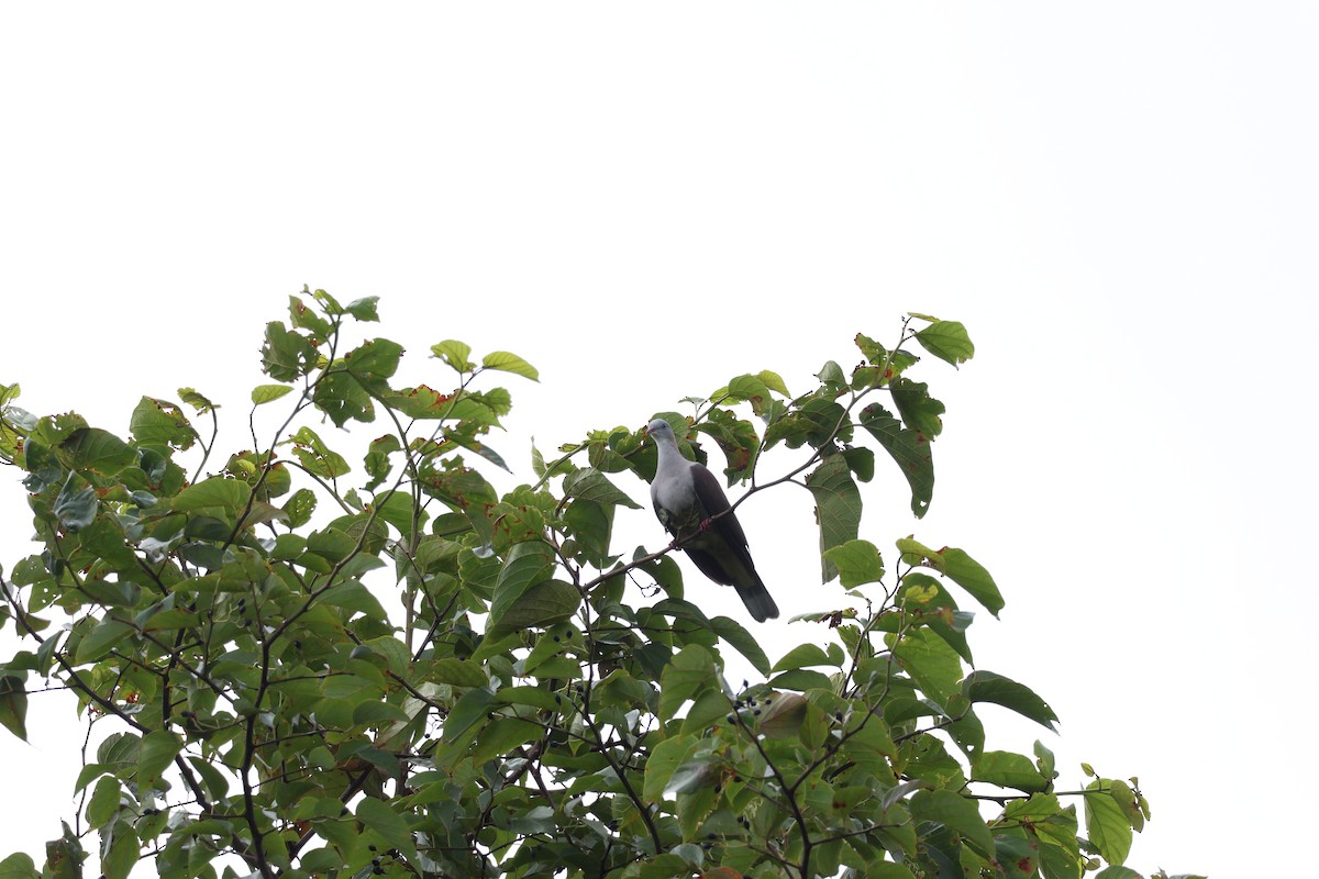 Mountain Imperial-Pigeon - ML604265981