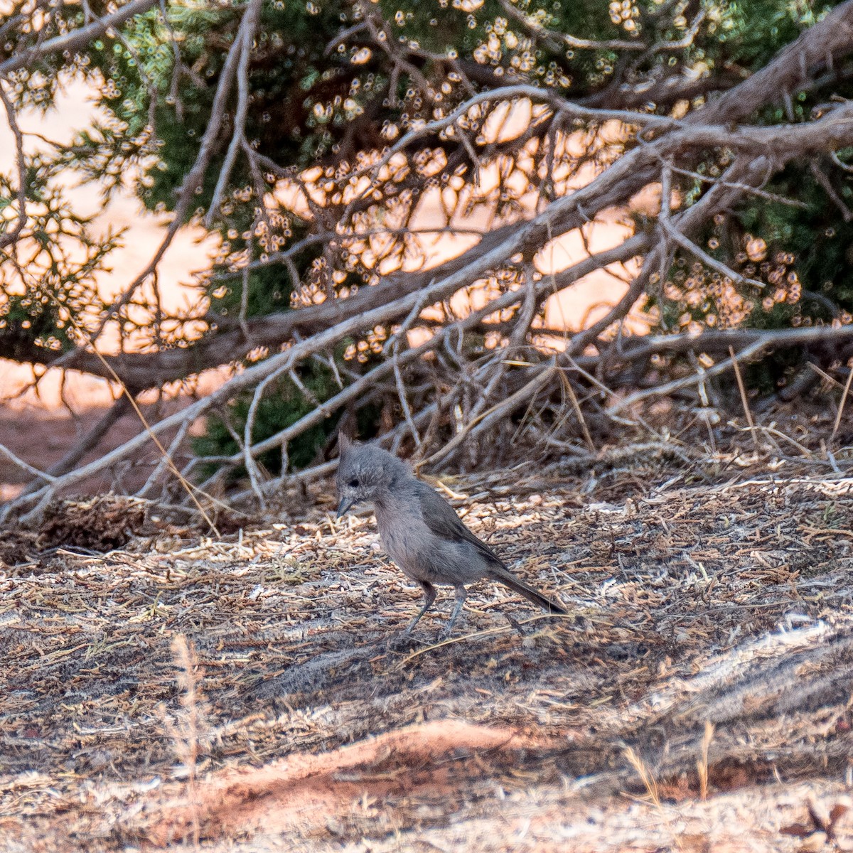 Mésange des genévriers - ML604266681