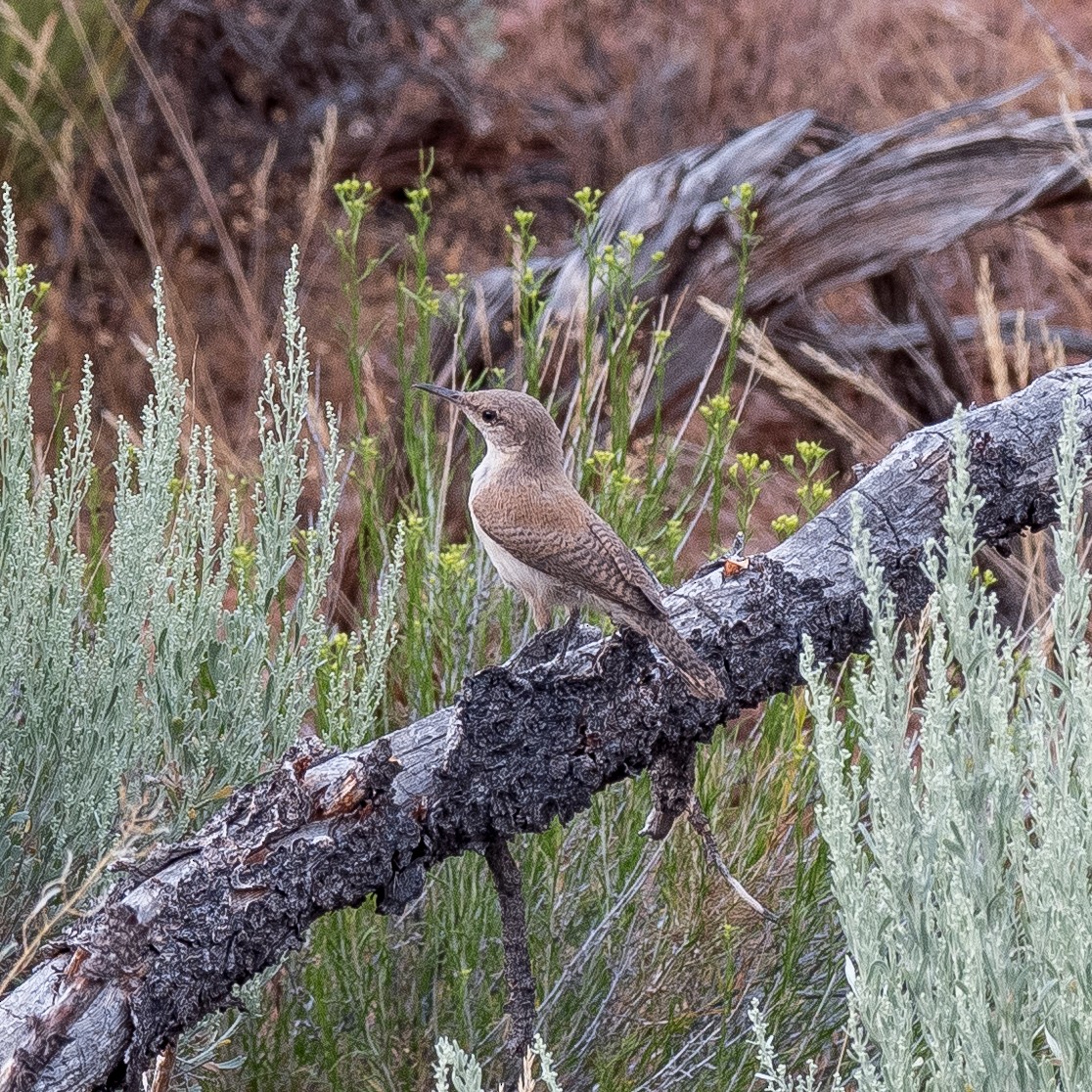 Rock Wren - Daria Semenova