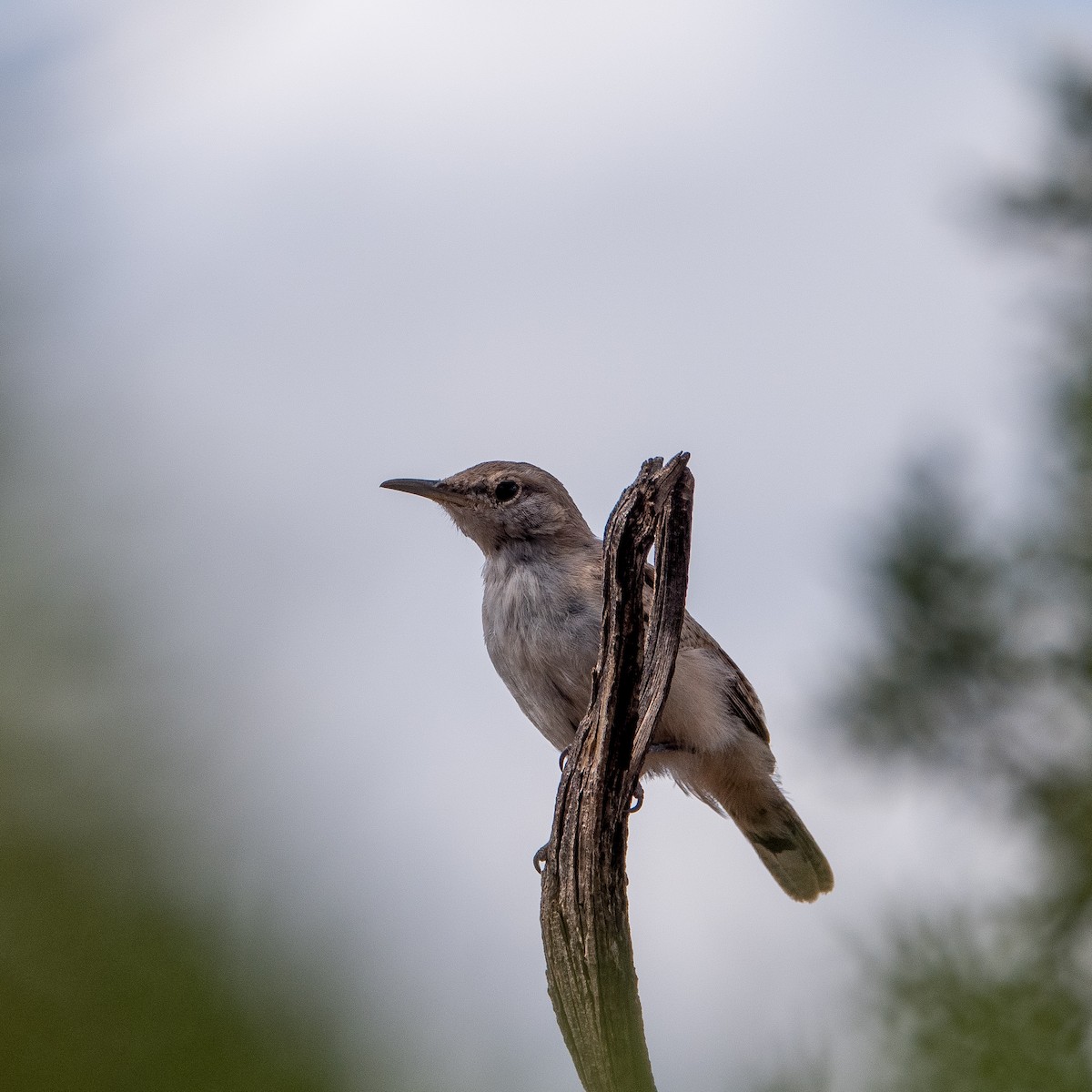 Rock Wren - Daria Semenova