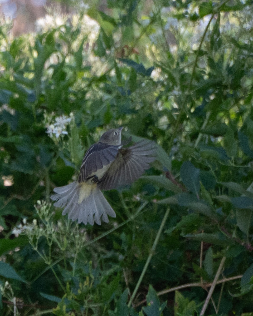 Least Flycatcher - ML604267391