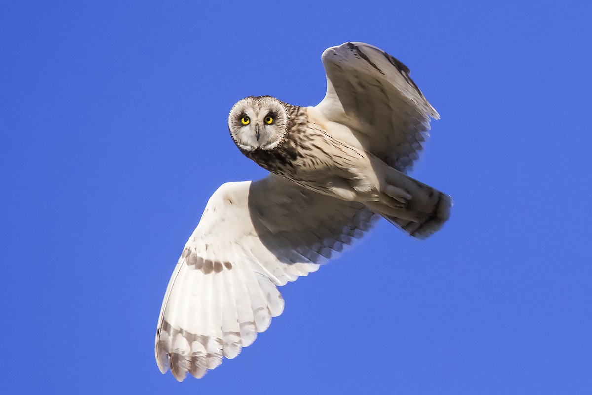 Short-eared Owl - Miguel Rouco