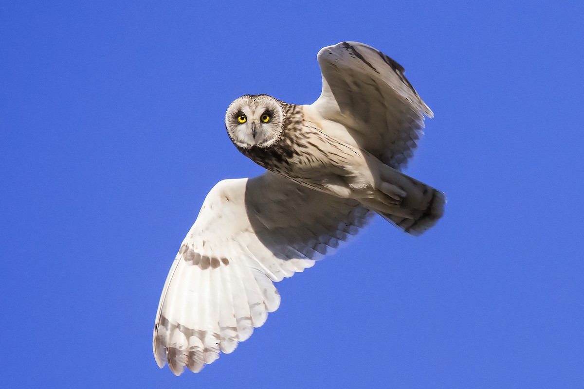 Short-eared Owl - ML60426781