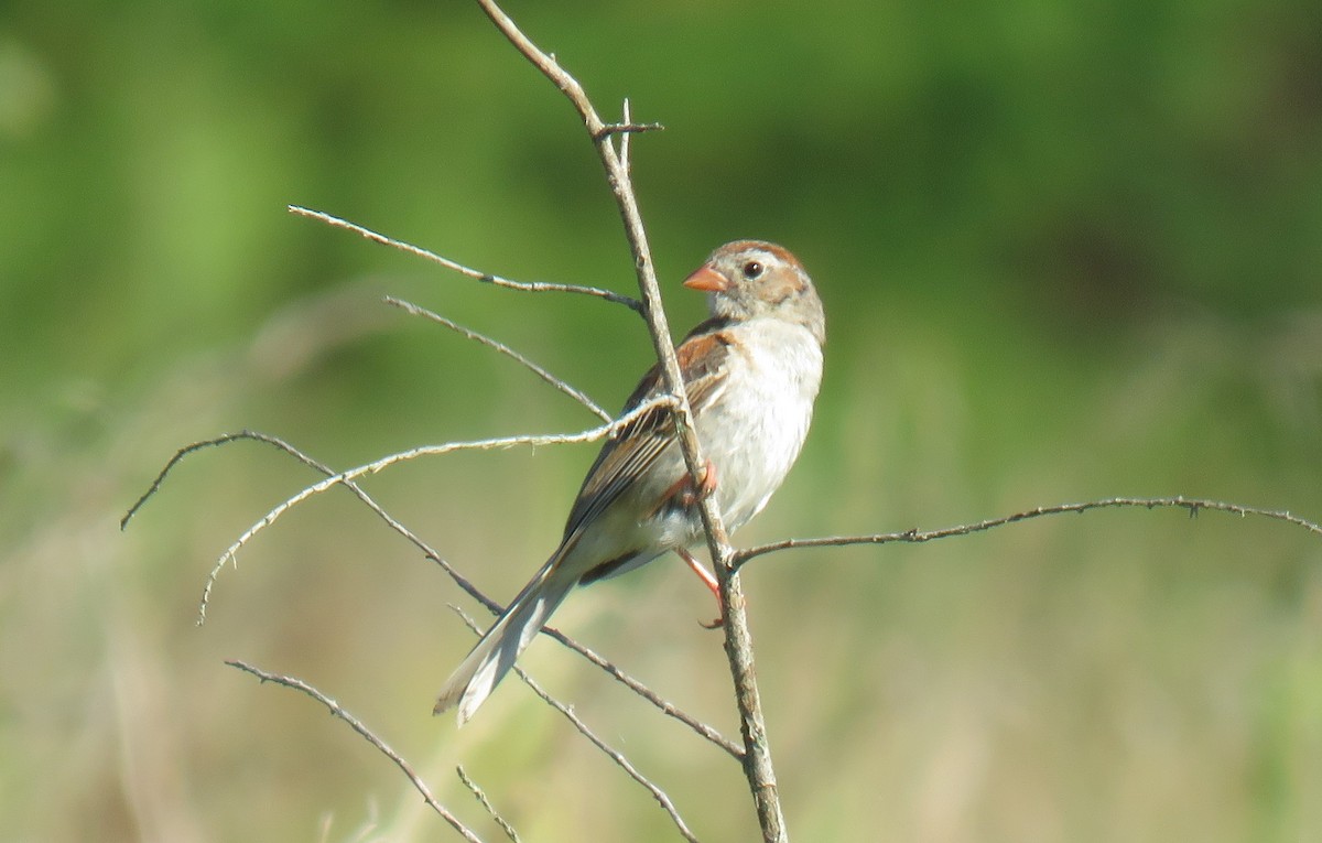 Field Sparrow - ML604267851