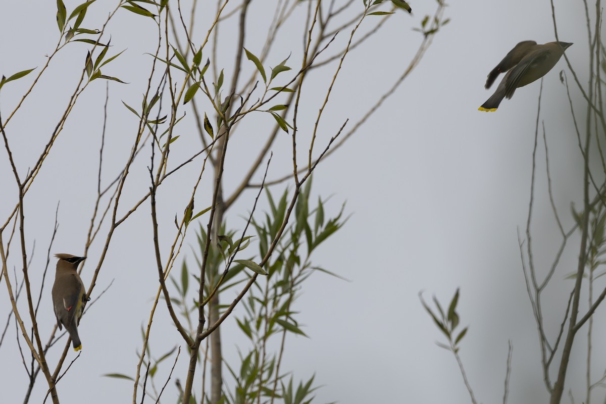 Cedar Waxwing - ML604267941