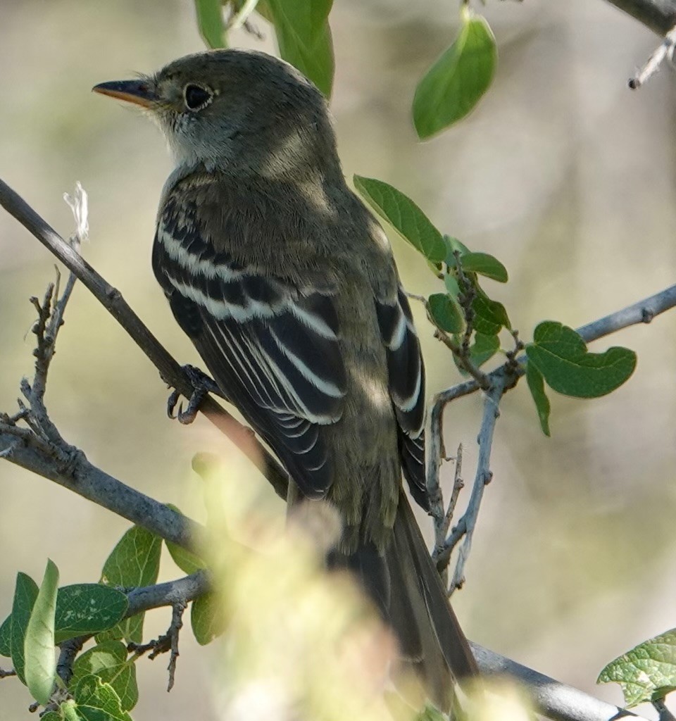Willow Flycatcher - ML604268211