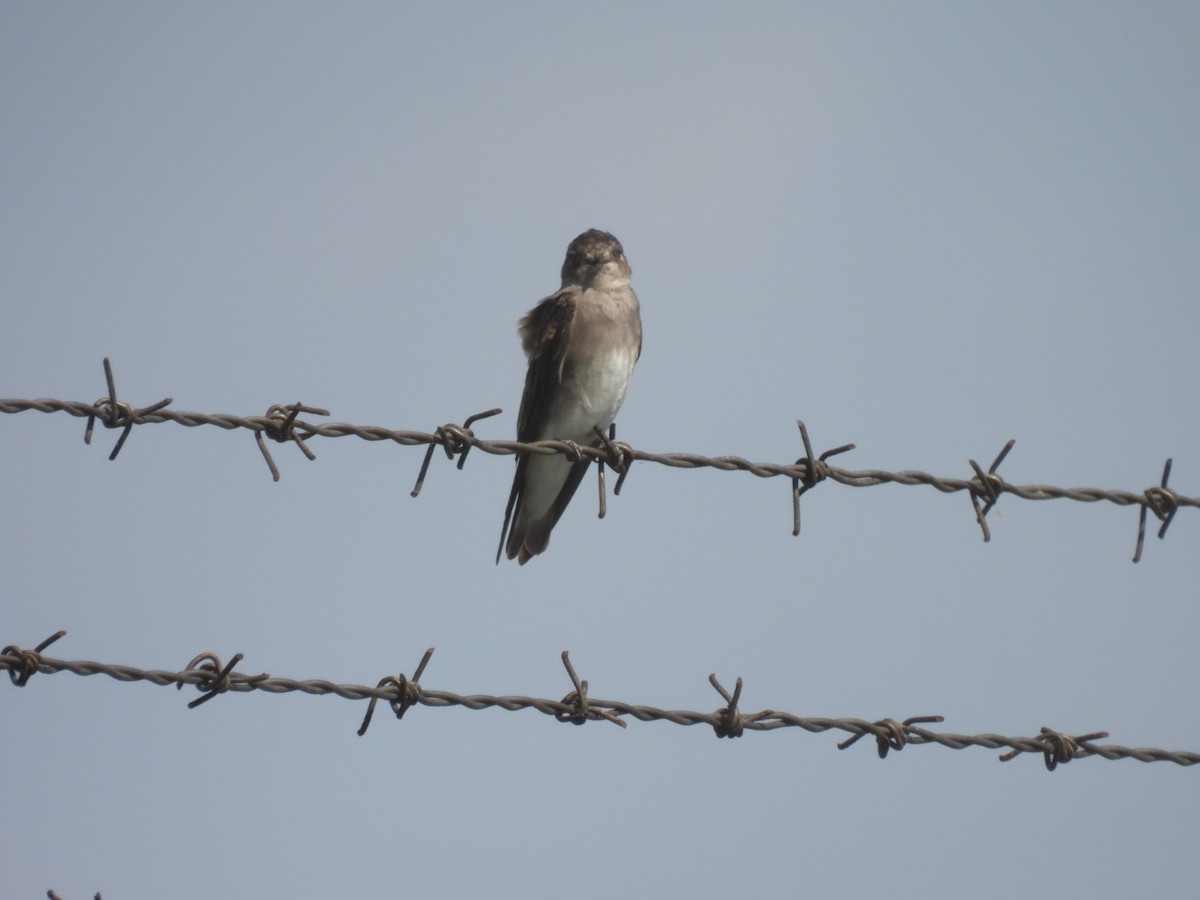 Northern Rough-winged Swallow - ML604268431