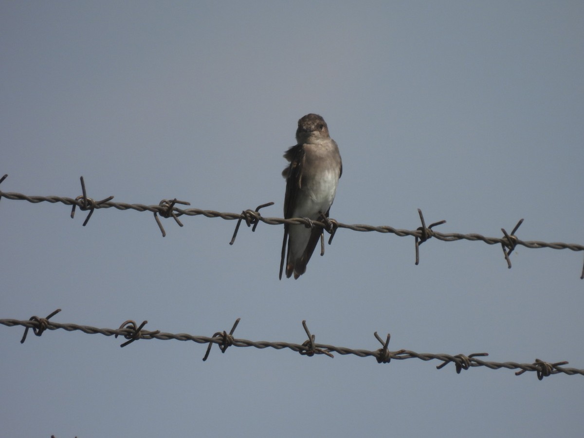 Northern Rough-winged Swallow - ML604268441