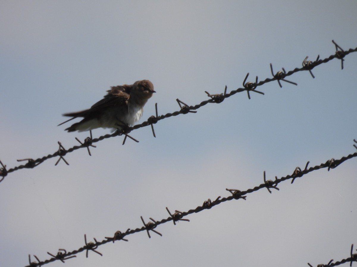 Northern Rough-winged Swallow - ML604268461