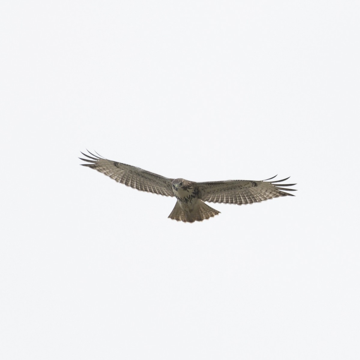 Red-tailed Hawk - ML604268761