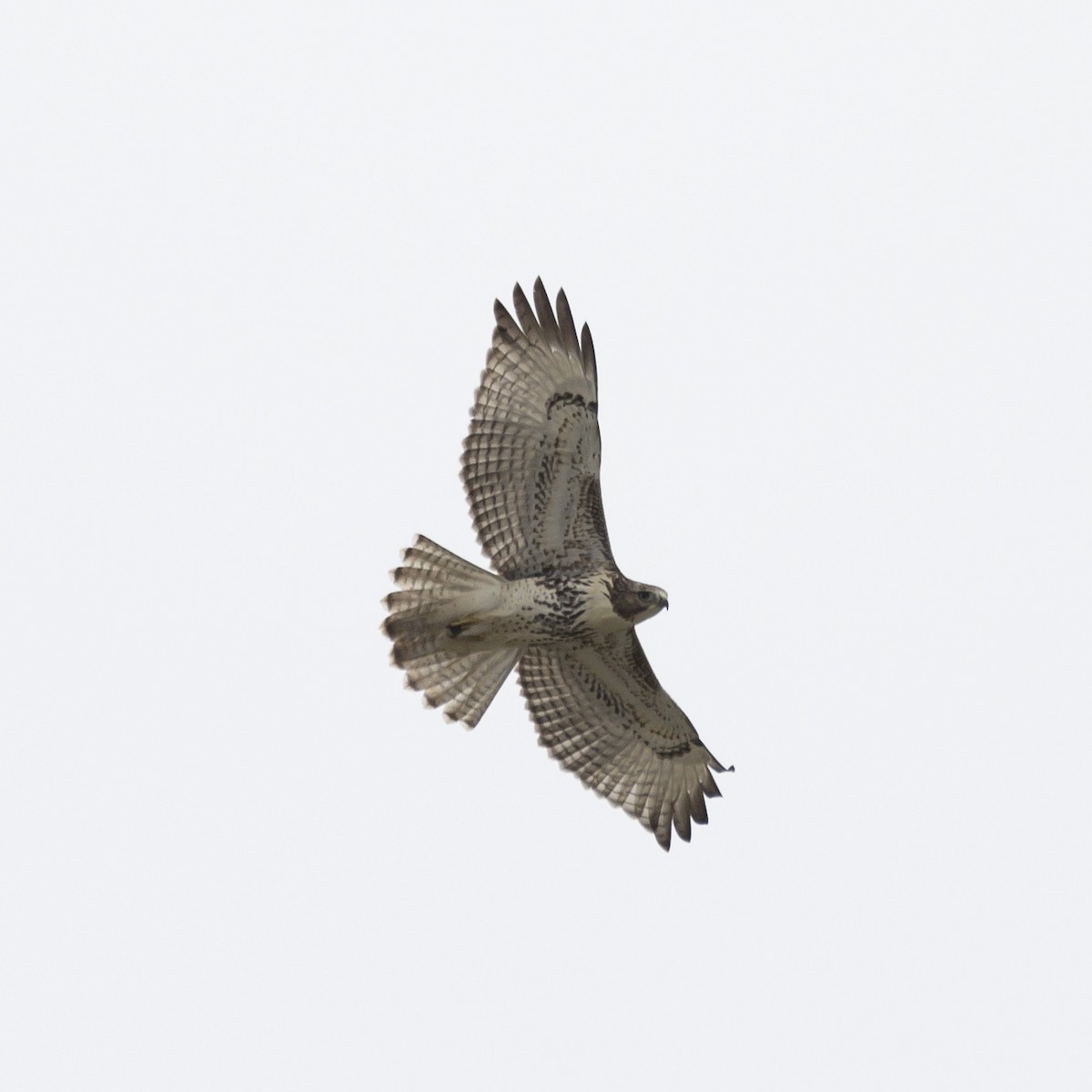 Red-tailed Hawk - ML604268771