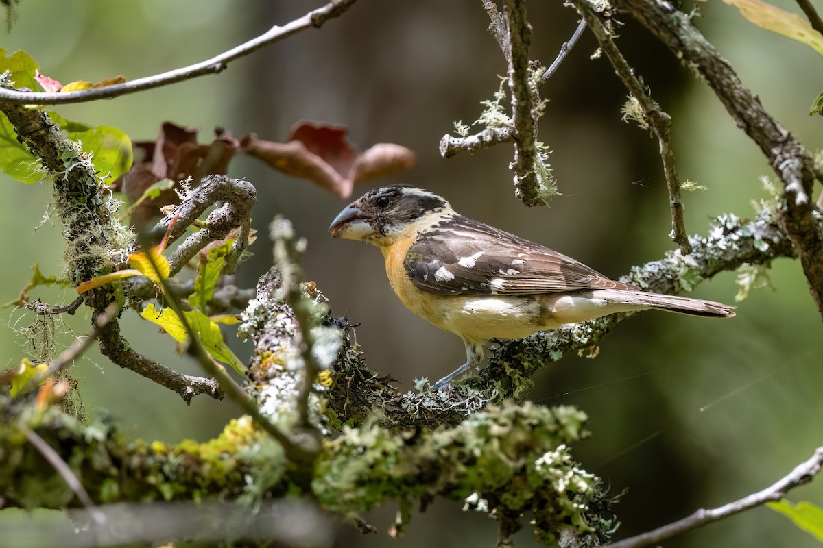 Black-headed Grosbeak - ML604268991