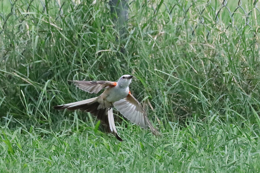 Scissor-tailed Flycatcher - ML604269101