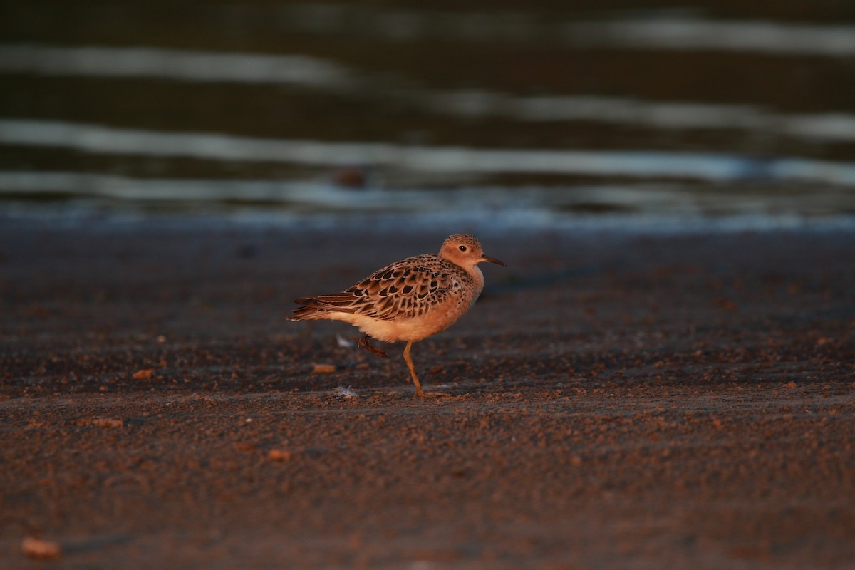 Buff-breasted Sandpiper - ML604269141