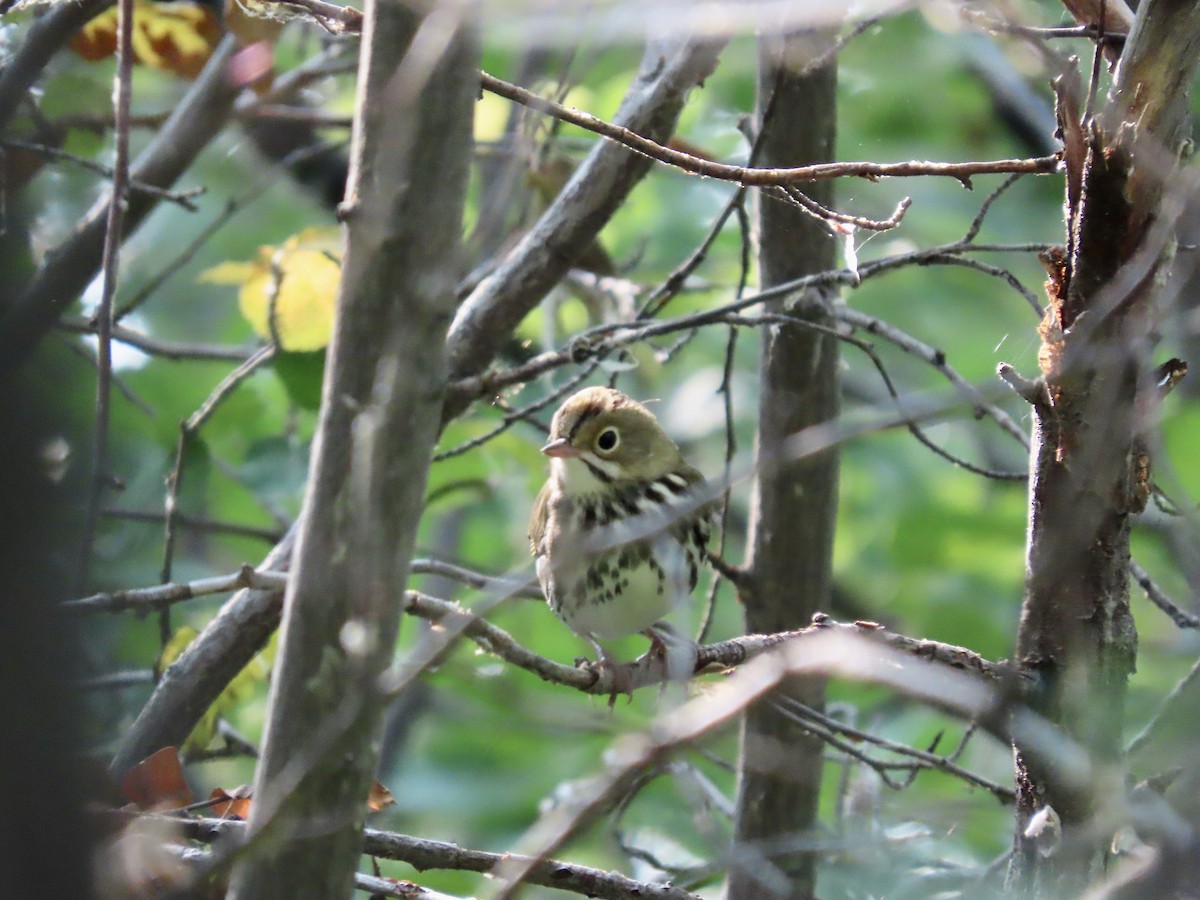 Ovenbird - ML604269671