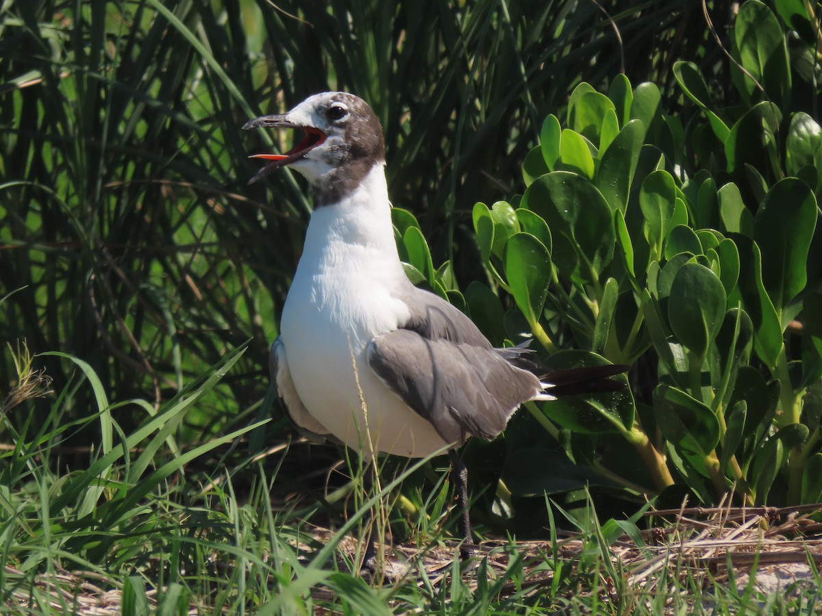 Laughing Gull - Kylie Wilson