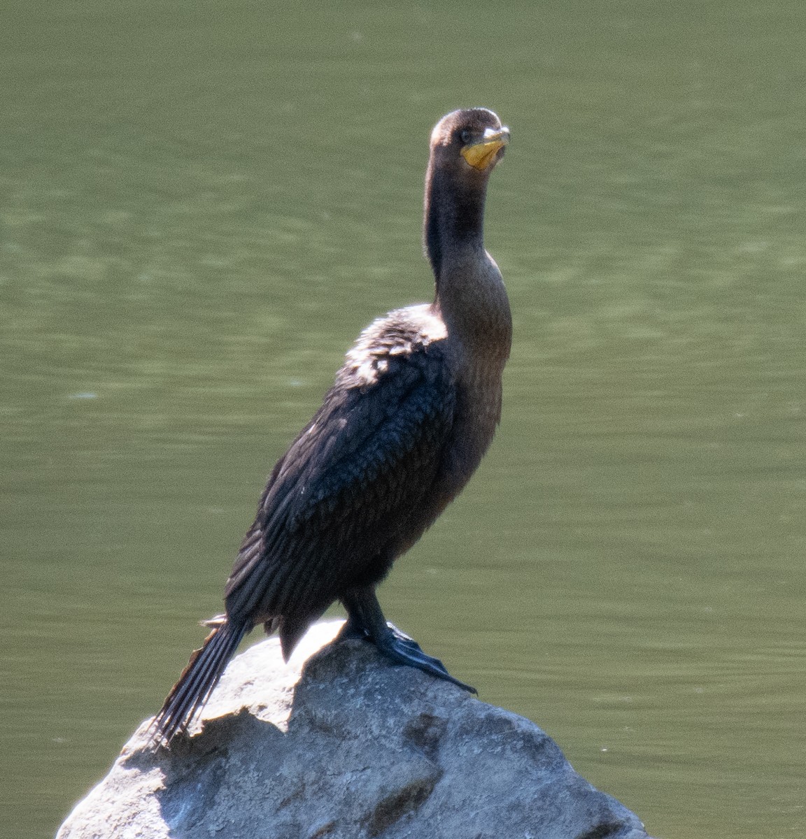 Double-crested Cormorant - ML604270101