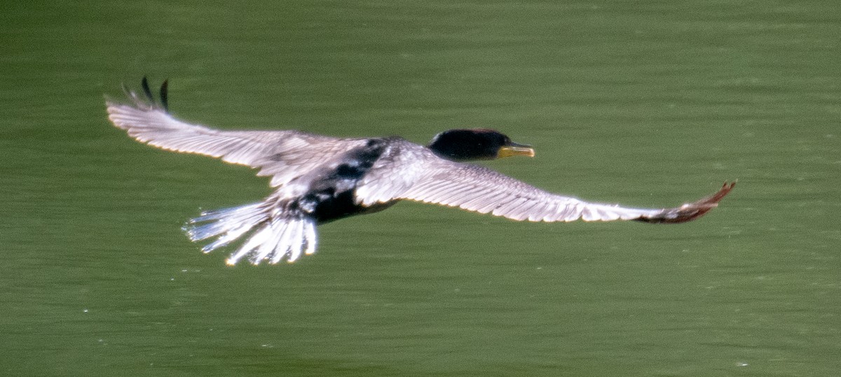 Double-crested Cormorant - ML604270111