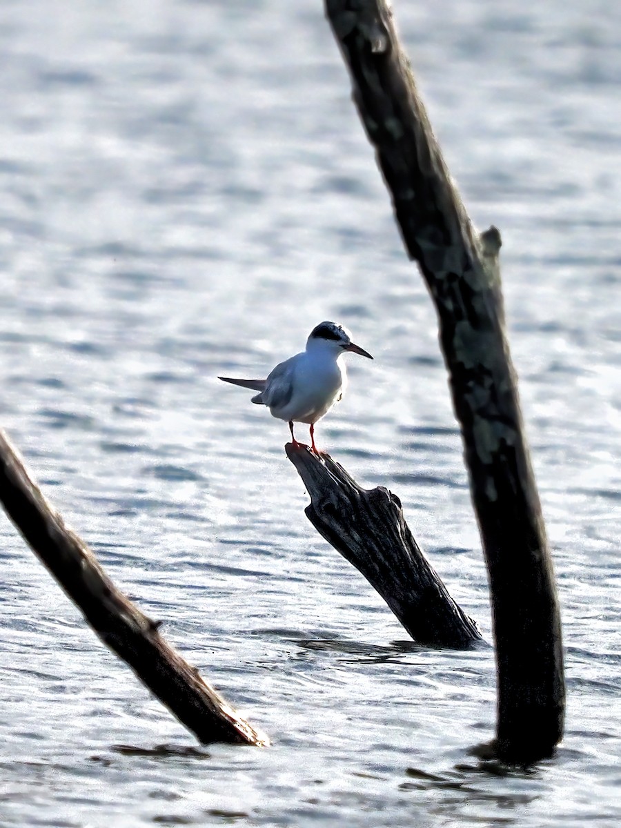 Forster's Tern - ML604270261