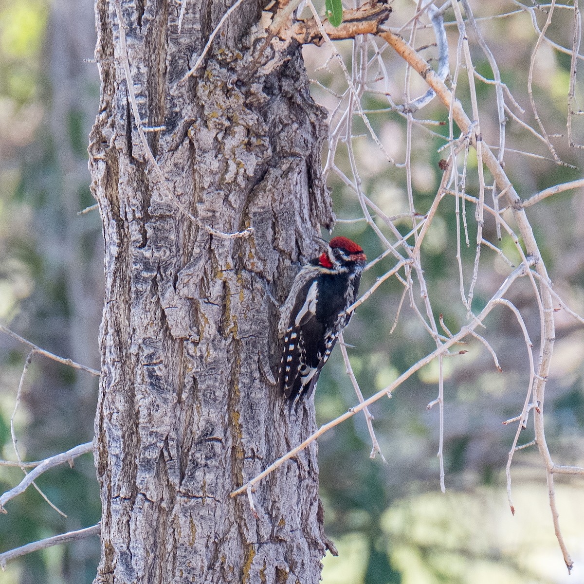 Red-naped Sapsucker - ML604270721