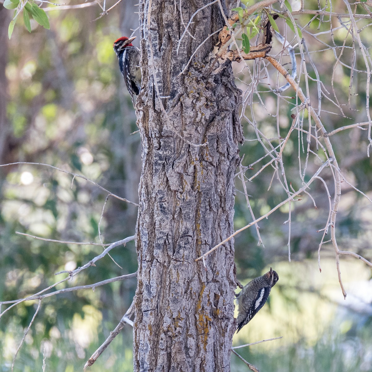 Red-naped Sapsucker - ML604270731