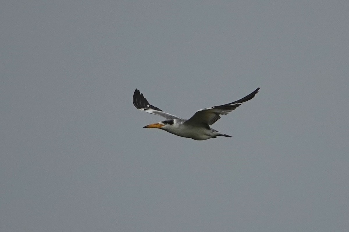 Large-billed Tern - ML604271701