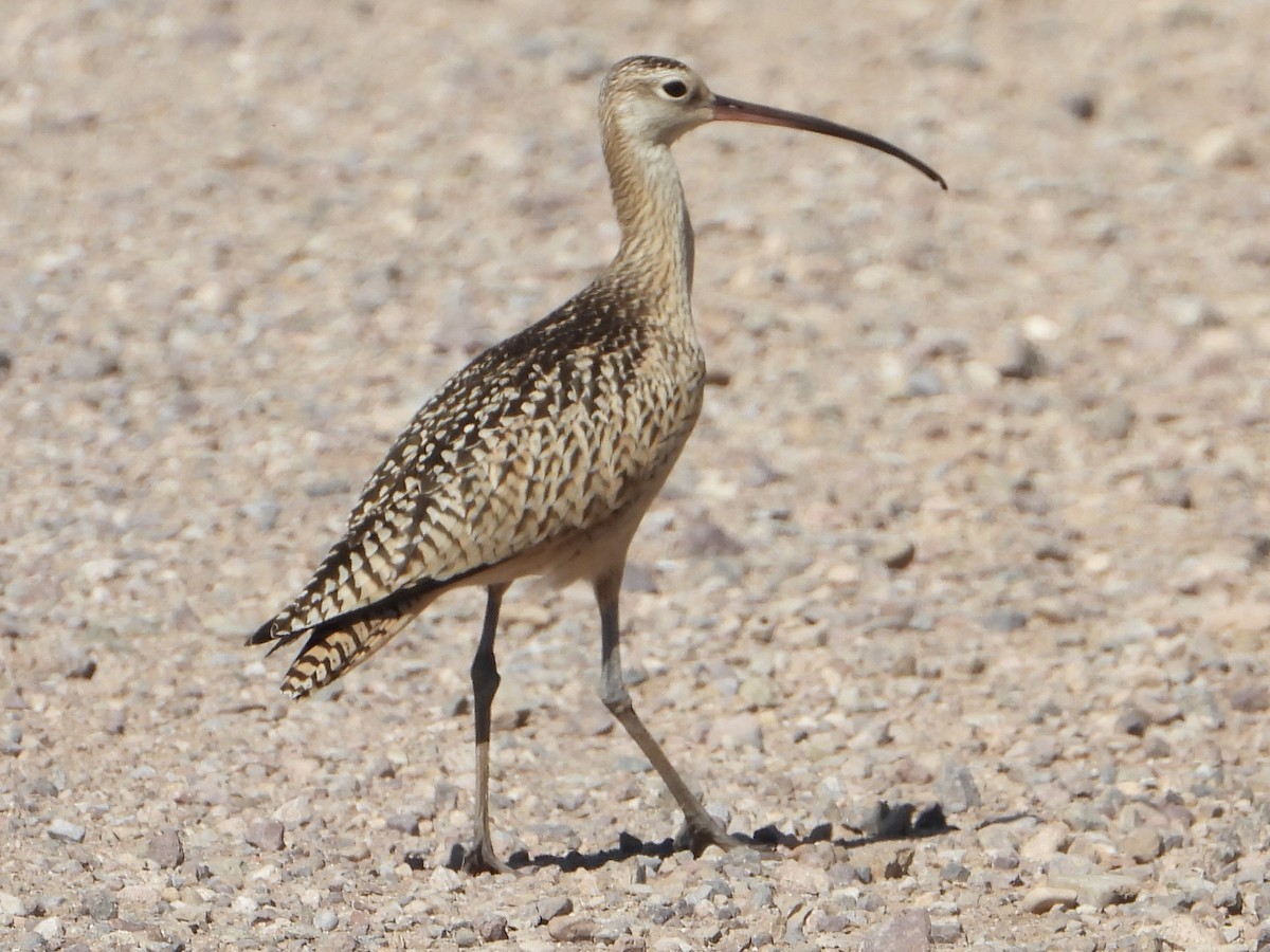 Long-billed Curlew - ML604271941