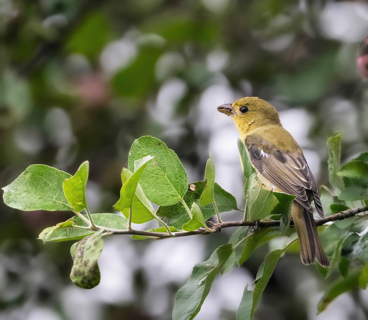 Scarlet Tanager - ML604272241