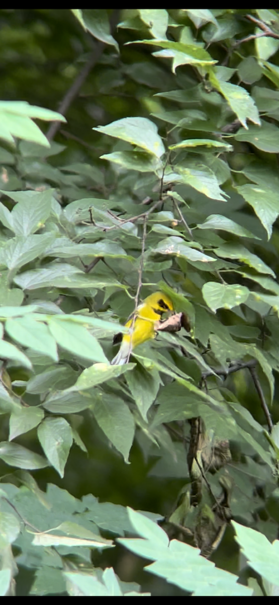 Lawrence's Warbler (hybrid) - ML604273021